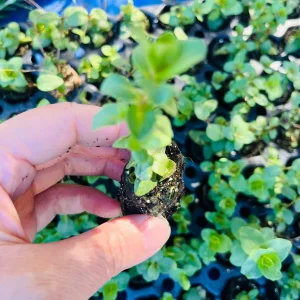 Origanum Kent Beauty Live Plant - Ornamental Oregano Plug, 6-8 Inches Tall - Image 7