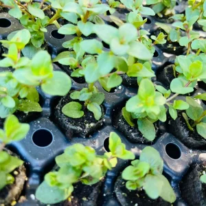 Origanum Kent Beauty Live Plant - Ornamental Oregano Plug, 6-8 Inches Tall - Image 8