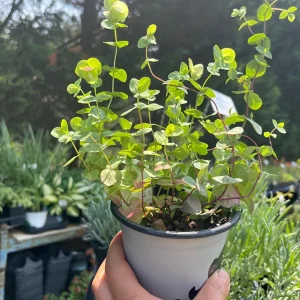 Origanum Kent Beauty Live Plant - Ornamental Oregano Plug, 6-8 Inches Tall - Image 9