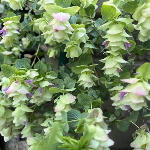 Origanum Kent Beauty Live Plant - Ornamental Oregano Plug, 6-8 Inches Tall - Image 1