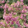 Ornamental Oregano 'Kent Beauty' Live Plant - Trailing Perennial, 2.5 x 3.5 Inch Pot - Image 1