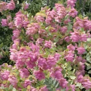 Ornamental Oregano 'Kent Beauty' Live Plant - Trailing Perennial, 2.5 x 3.5 Inch Pot - Image 1