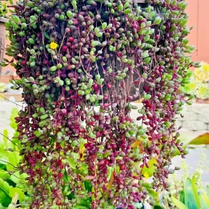 Othonna Capensis Ruby Necklace Seeds - Trailing Succulent, 100+ Seeds - Image 2