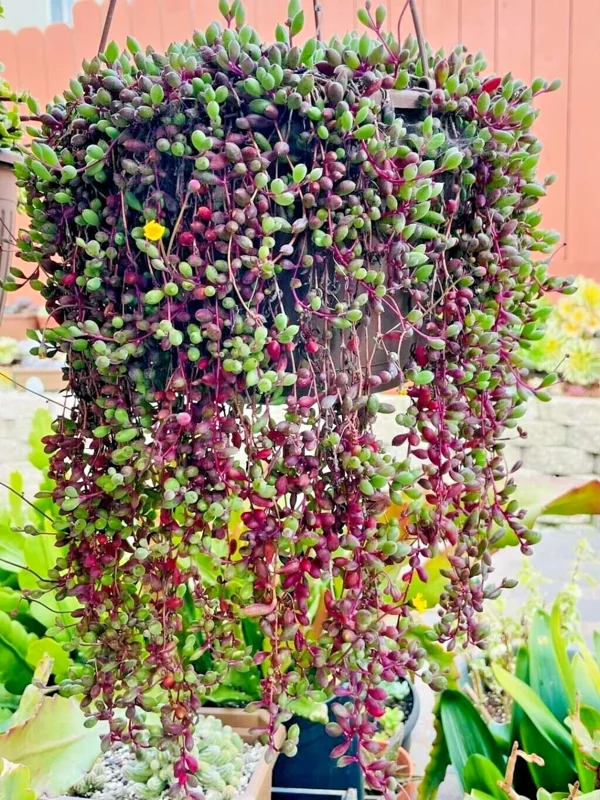 Othonna Capensis Ruby Necklace Seeds - Trailing Succulent, 100+ Seeds - Image 2