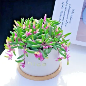 Othonna Capensis Ruby Necklace Seeds - Trailing Succulent, 100+ Seeds - Image 3