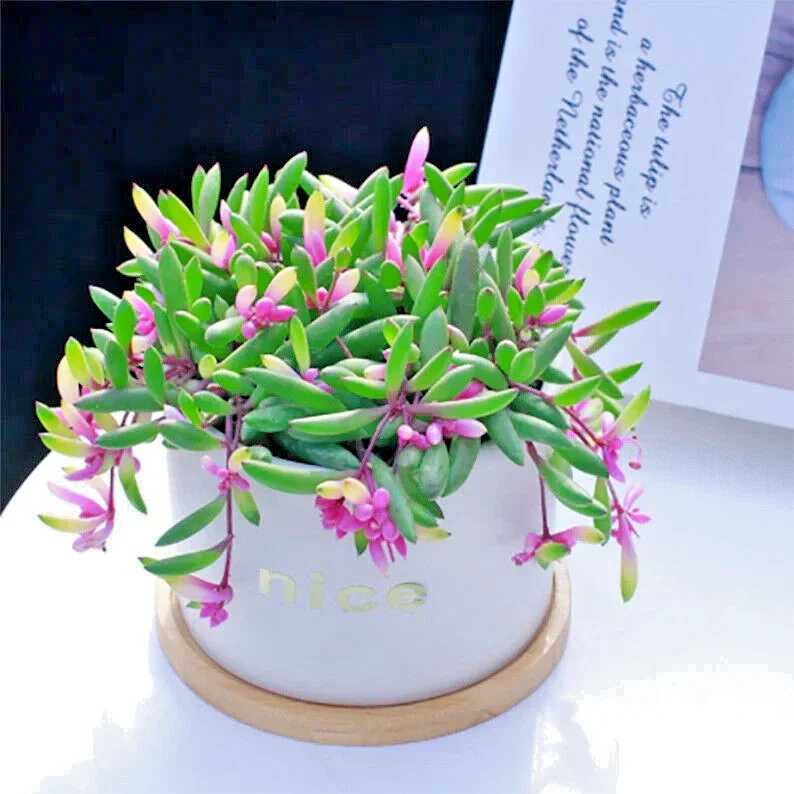 Othonna Capensis Ruby Necklace Seeds - Trailing Succulent, 100+ Seeds - Image 3