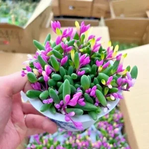 Othonna Capensis Ruby Necklace Seeds - Trailing Succulent, 100+ Seeds - Image 1