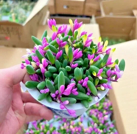 Othonna Capensis Ruby Necklace Seeds - Trailing Succulent, 100+ Seeds - Image 1