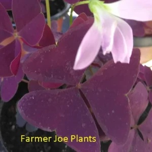 Oxalis False Shamrock Burgundy Ebony Live Plant - Pink Blooms - 4" Pot - Image 2