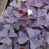 Oxalis False Shamrock Burgundy Ebony Live Plant - Pink Blooms - 4" Pot - Image 1