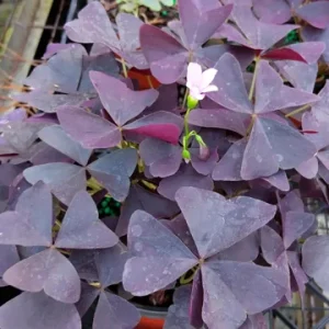 Oxalis False Shamrock Burgundy Ebony Live Plant - Pink Blooms - 4" Pot - Image 1
