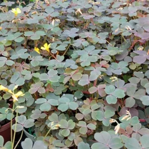 Oxalis False Shamrock Chocolate Yellow Bloom Live Plant - Edible - 4 inch Pot - Image 2