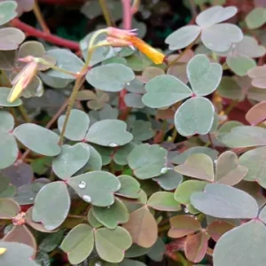 Oxalis False Shamrock Chocolate Yellow Bloom Live Plant - Edible - 4 inch Pot - Image 3