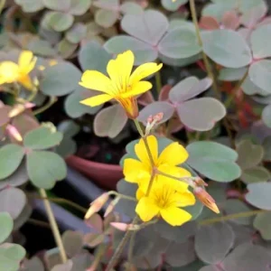 Oxalis False Shamrock Chocolate Yellow Bloom Live Plant - Edible - 4 inch Pot - Image 1
