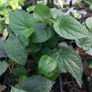 Paan Piper Betel Live Plant – 4 inch Pot – Beetle Leaf – Indoor/Outdoor - Image 2