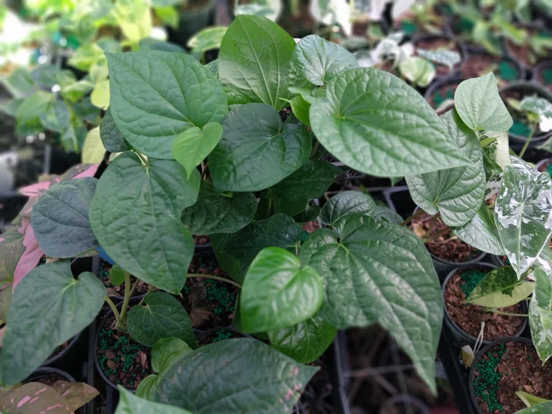 Paan Piper Betel Live Plant – 4 inch Pot – Beetle Leaf – Indoor/Outdoor - Image 2