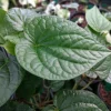 Paan Piper Betel Live Plant – 4 inch Pot – Beetle Leaf – Indoor/Outdoor - Image 1