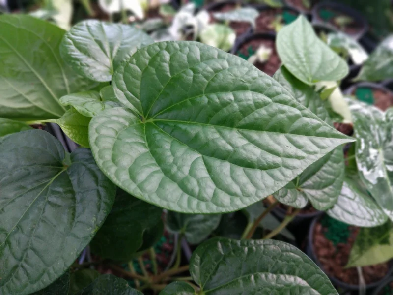 Paan Piper Betel Live Plant – 4 inch Pot – Beetle Leaf – Indoor/Outdoor - Image 1