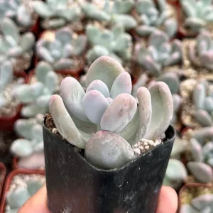 Pachyphytum Oviferum Moonstone Succulent Live Plant - Pink & Blue Hues, 2 inch Pot - Image 2