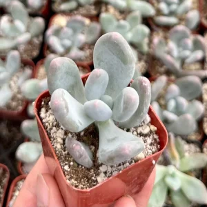 Pachyphytum Oviferum Moonstone Succulent Live Plant - Pink & Blue Hues, 2 inch Pot - Image 3