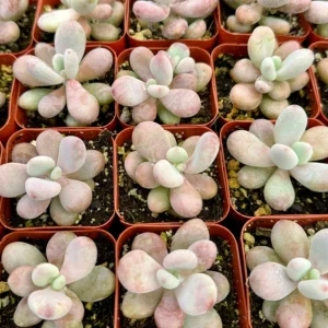 Pachyphytum Oviferum Moonstone Succulent Live Plant - Pink & Blue Hues, 2 inch Pot - Image 4