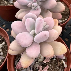 Pachyphytum Oviferum Moonstone Succulent Live Plant - Pink & Blue Hues, 2 inch Pot - Image 5