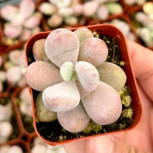 Pachyphytum Oviferum Moonstone Succulent Live Plant - Pink & Blue Hues, 2 inch Pot - Image 1