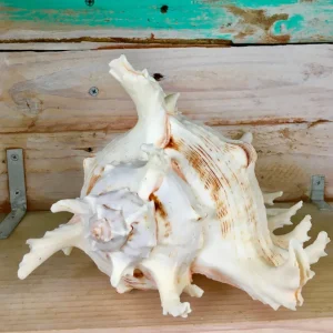 Pacific Ramosa Murex Conch Shell - Spiky Seashell Coastal Decor - Image 2