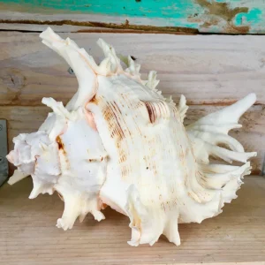 Pacific Ramosa Murex Conch Shell - Spiky Seashell Coastal Decor - Image 3