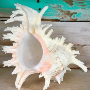 Pacific Ramosa Murex Conch Shell - Spiky Seashell Coastal Decor - Image 4