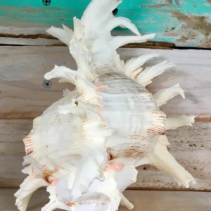Pacific Ramosa Murex Conch Shell - Spiky Seashell Coastal Decor - Image 5
