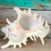 Pacific Ramosa Murex Conch Shell - Spiky Seashell Coastal Decor - Image 1