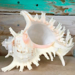 Pacific Ramosa Murex Conch Shell - Spiky Seashell Coastal Decor - Image 1