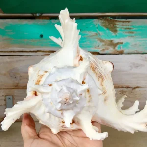 Pacific Ramosa Murex Conch Shell - Spiky Seashell Coastal Decor - Image 6