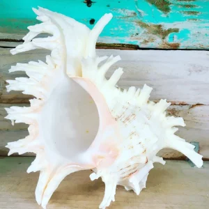 Pacific Ramosa Murex Conch Shell - Spiky Seashell Coastal Decor - Image 7