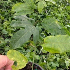 Panama Red Passion Fruit Live Plant - Passiflora Edulis, 4