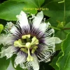 Panama Red Passion Fruit Live Plant - Passiflora Edulis, 4" Pot - Image 1