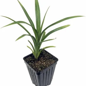 Pandan Live Plant 4-6 Inch - Pandanus Amaryllifolius Tropical Culinary Herb - Image 2