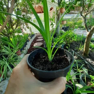 Pandan Live Plant 4-6 Inch - Pandanus Amaryllifolius Tropical Culinary Herb - Image 3