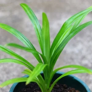 Pandan Live Plant 4-6 Inch - Pandanus Amaryllifolius Tropical Culinary Herb - Image 4