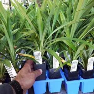 Pandan Live Plant 4-6 Inch - Pandanus Amaryllifolius Tropical Culinary Herb - Image 5