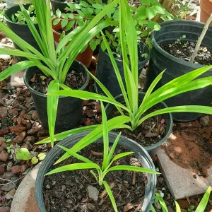 Pandan Live Plant 4-6 Inch - Pandanus Amaryllifolius Tropical Culinary Herb - Image 6