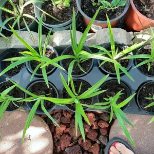 Pandan Live Plant 4-6 Inch - Pandanus Amaryllifolius Tropical Culinary Herb - Image 7
