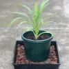Pandan Live Plant 4-6 Inch - Pandanus Amaryllifolius Tropical Culinary Herb - Image 1