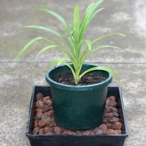 Pandan Live Plant 4-6 Inch - Pandanus Amaryllifolius Tropical Culinary Herb - Image 1