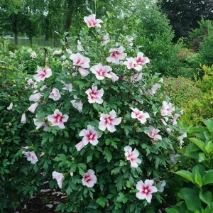 Paraplu Pink Ink Hibiscus Live Plant - Starter, 5-7 Inch, Deciduous Shrub - Image 2