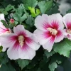 Paraplu Pink Ink Hibiscus Live Plant - Starter, 5-7 Inch, Deciduous Shrub - Image 1