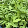 Park's Whopper Tomato Live Plants, 2-Pack, 6-10 in Tall, Indeterminate Outdoor - Image 1
