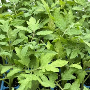 Park's Whopper Tomato Live Plants, 2-Pack, 6-10 in Tall, Indeterminate Outdoor - Image 1