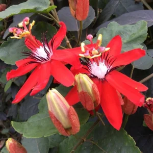 Passiflora Coccinea Vine Red - Passion Flower - Live Plant - 4 inch Pot - Image 2